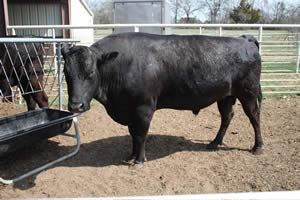 BUY WAGYU BEEF